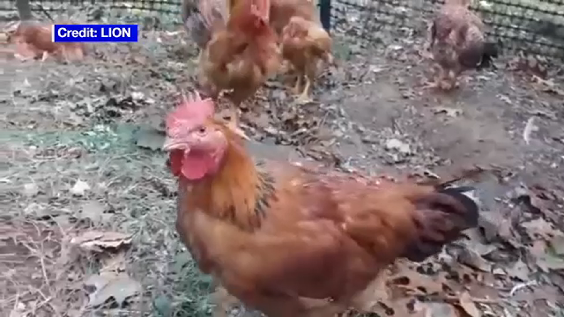 Crates containing the rescued chickens in the backyard