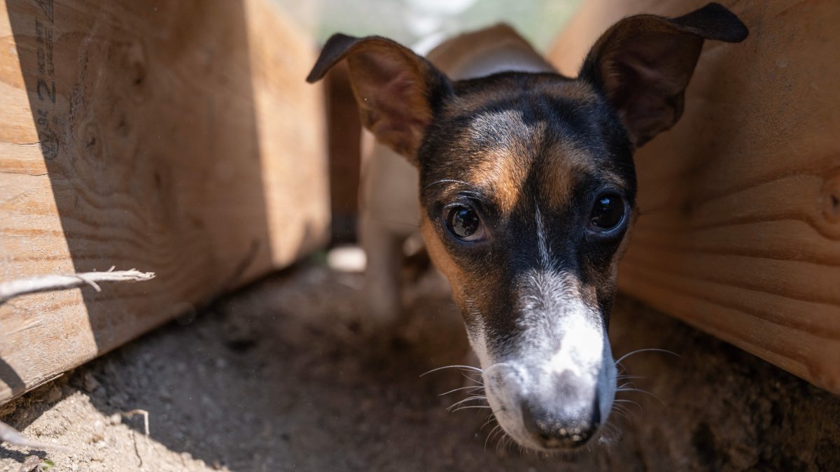Roo appearing frightened but safe after the rescue from the tunnel