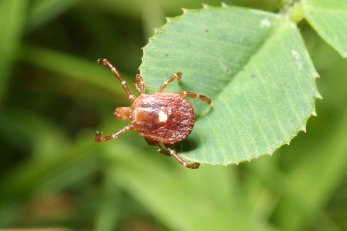 Michael Larkin, a Long Island resident, pictured as the first confirmed Bourbon virus case in New York.