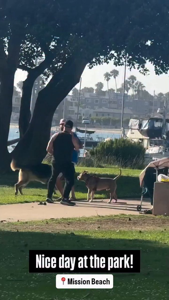 Fists fly as two men and their dogs brawl at popular San Diego tourist destination in wild video