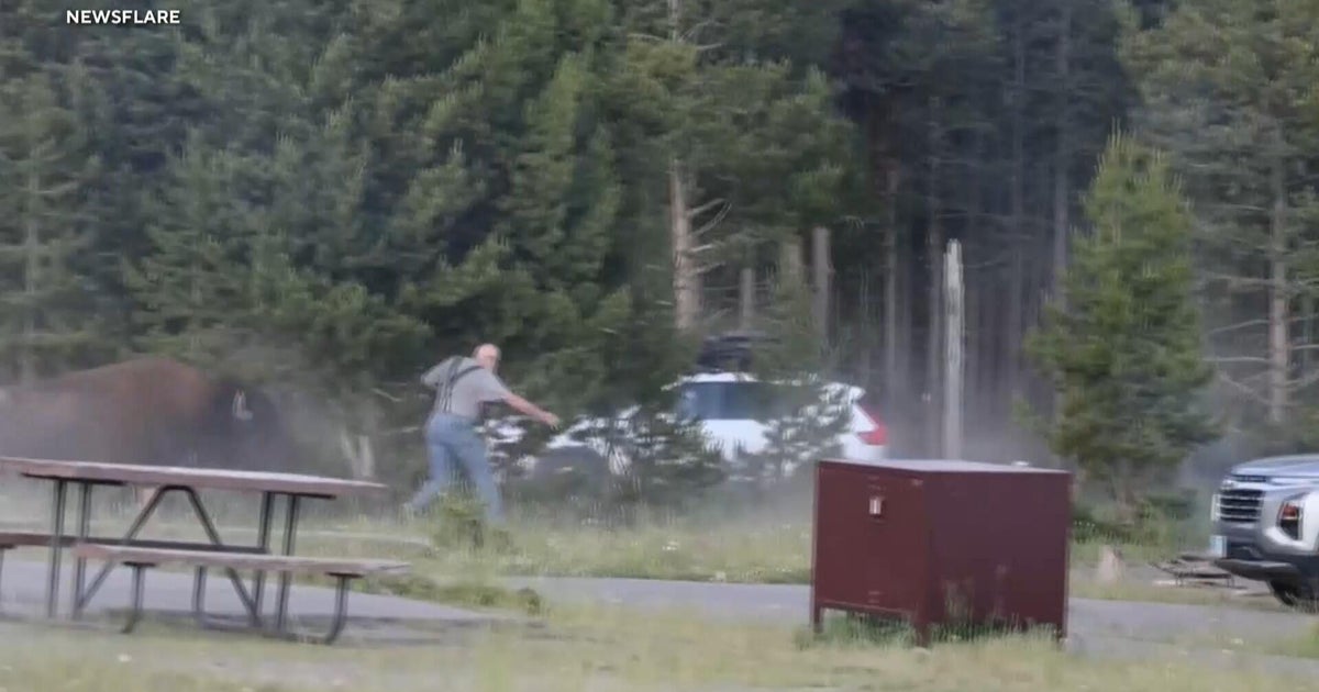 Man tossed by Yellowstone bison says hitting the ground was the worst part