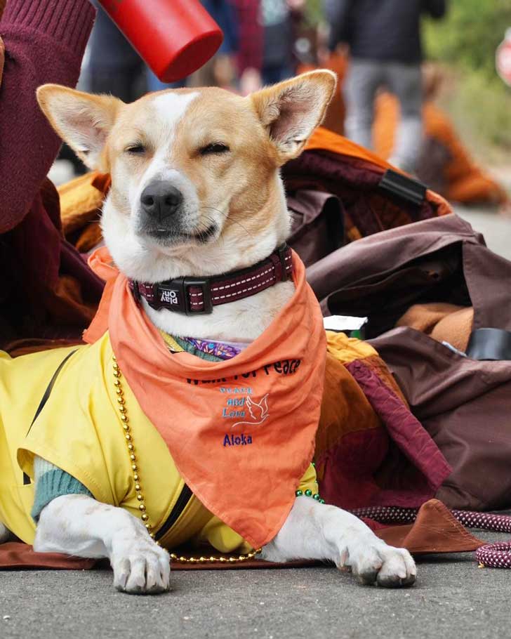 How a 2,300-mile Walk for Peace thrust a Texas monk and his rescue dog into the spotlight