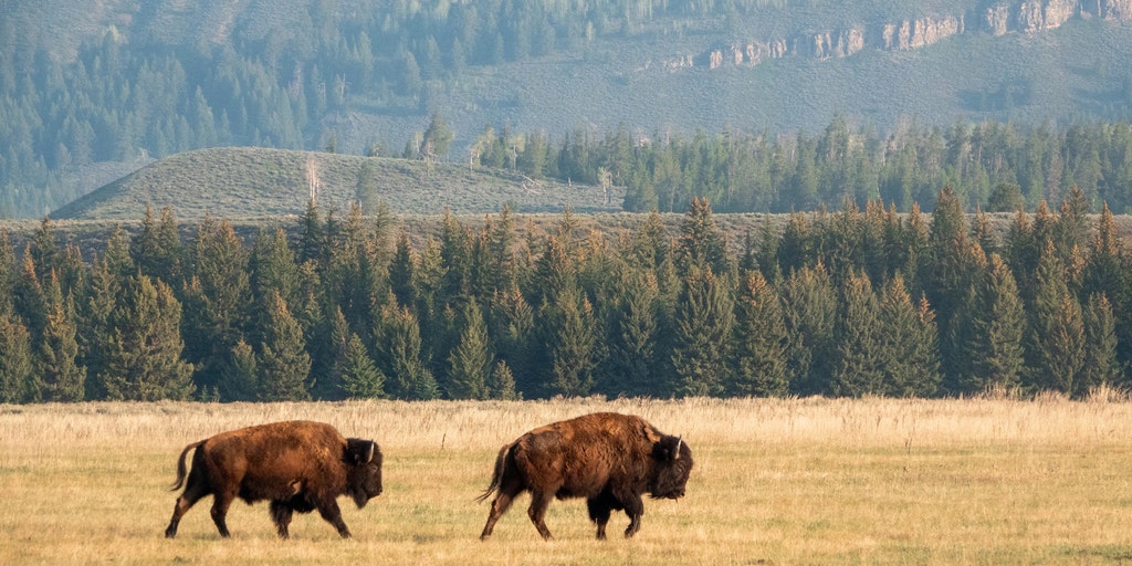Kristi Wilt, the witness who recorded the Yellowstone encounter