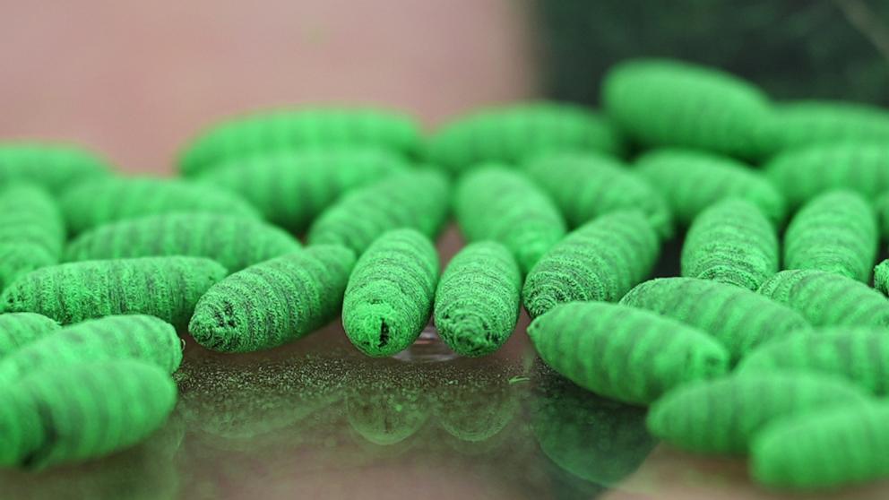 What to know about protecting pets from the New World screwworm fly