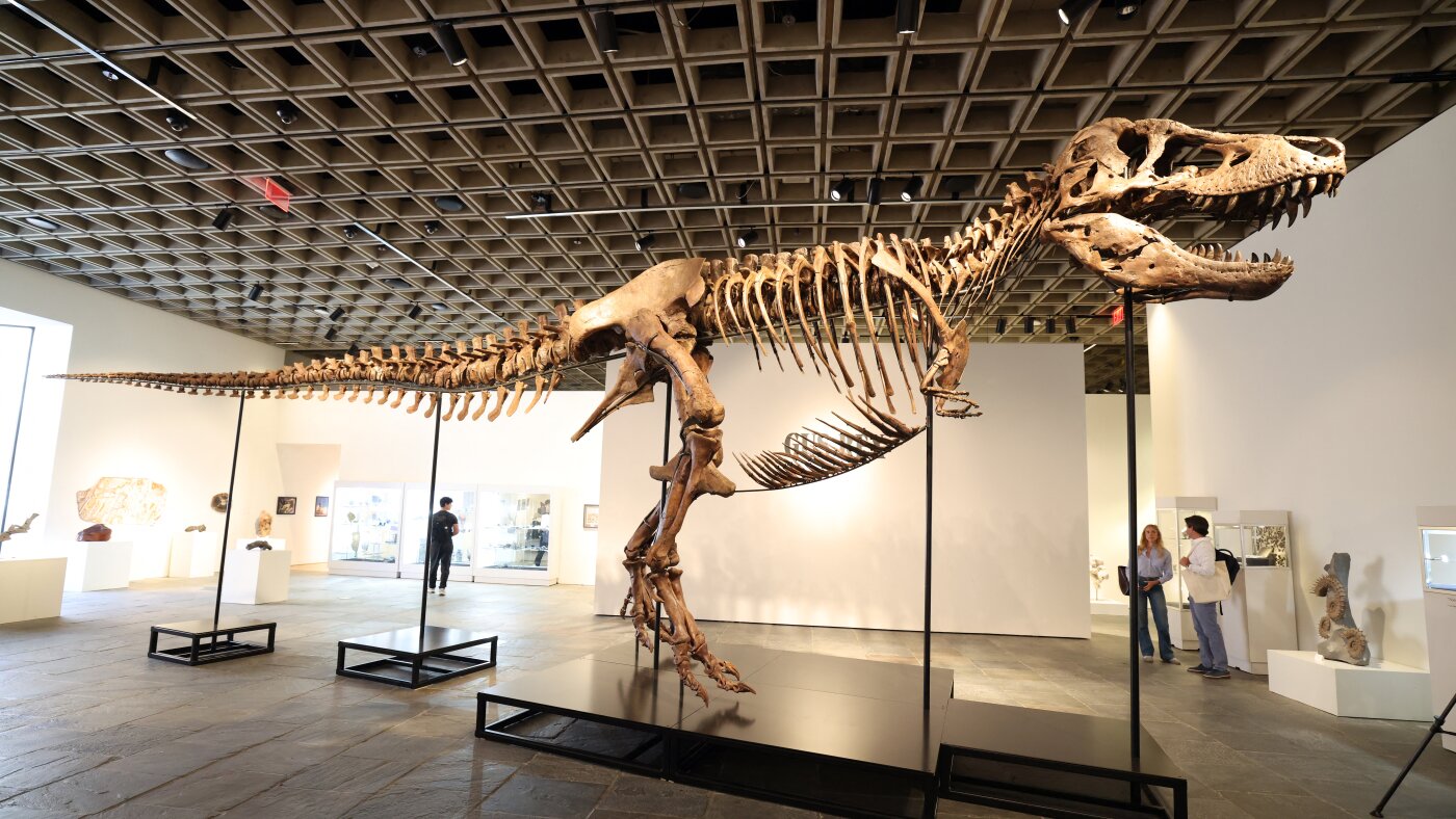 Mystery bidder buys T. rex nicknamed ‘Gus’ for a record $50 million