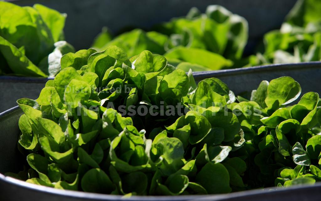 Between prices and a diarrhea-causing parasite, lettuce is causing hard times at some restaurants