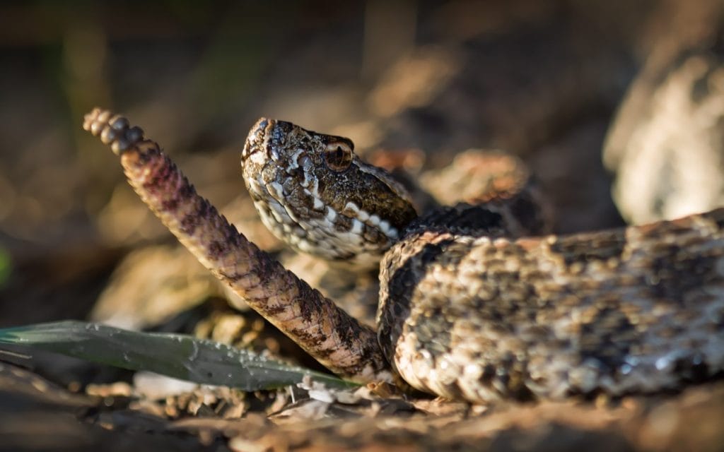 A California hiking trail where encounters with snakes have increased
