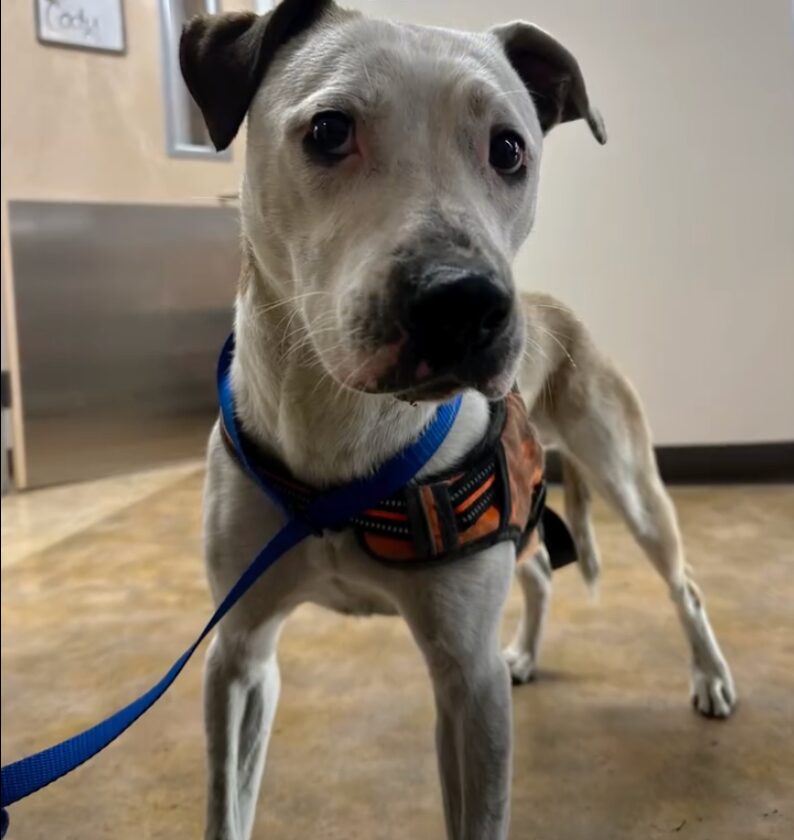 Roo, the runaway dog rescued from the Caltrain tunnel after two days