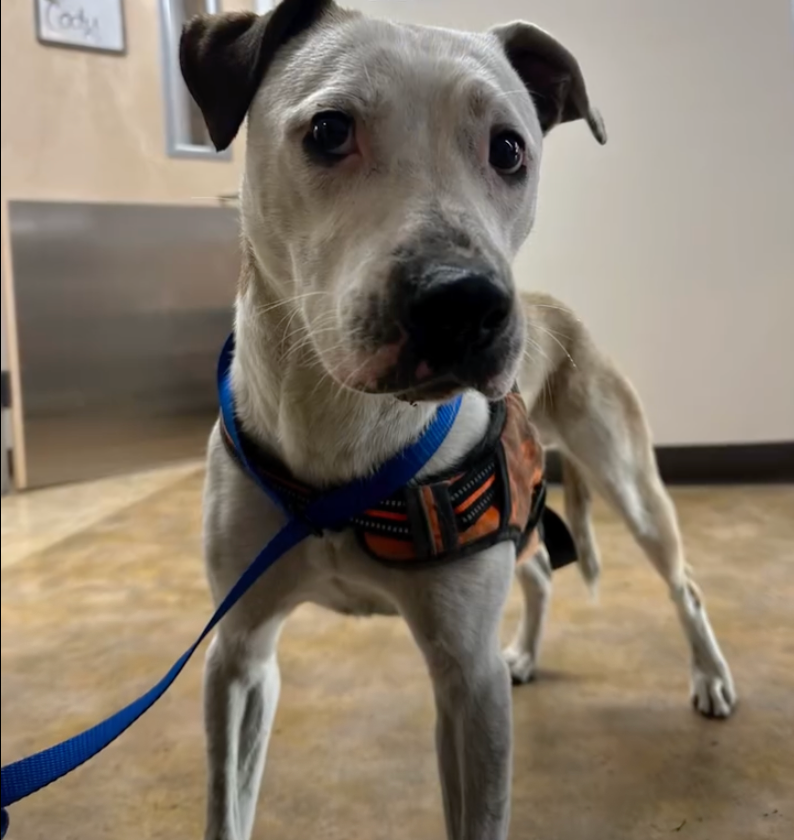 Roo, the runaway dog rescued from the Caltrain tunnel after two days