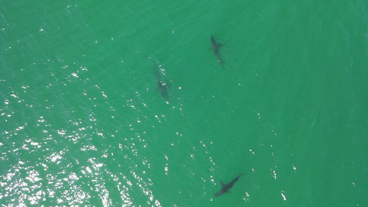 A researcher testing shark detection equipment in Southern California waters