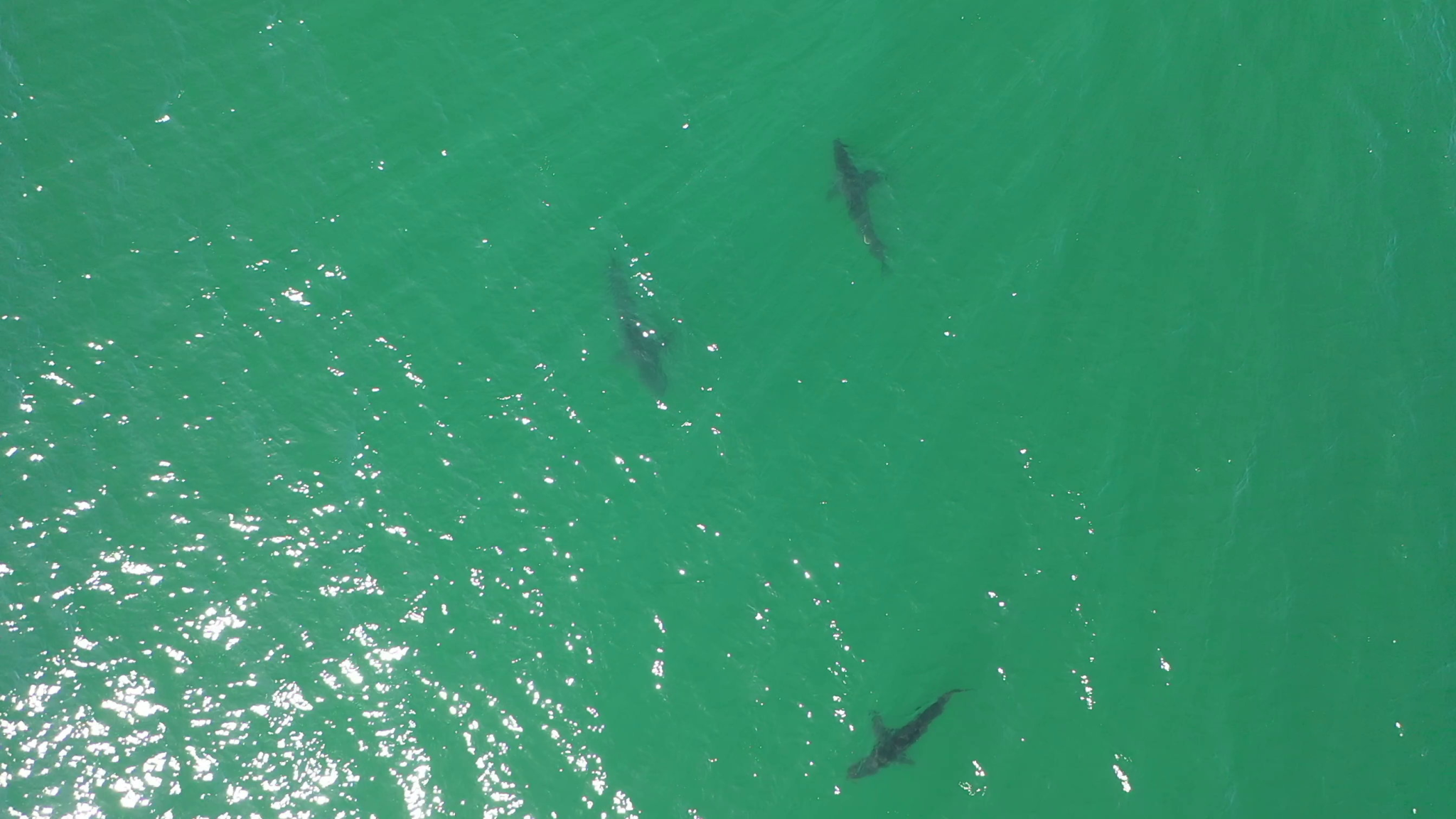 A researcher testing shark detection equipment in Southern California waters