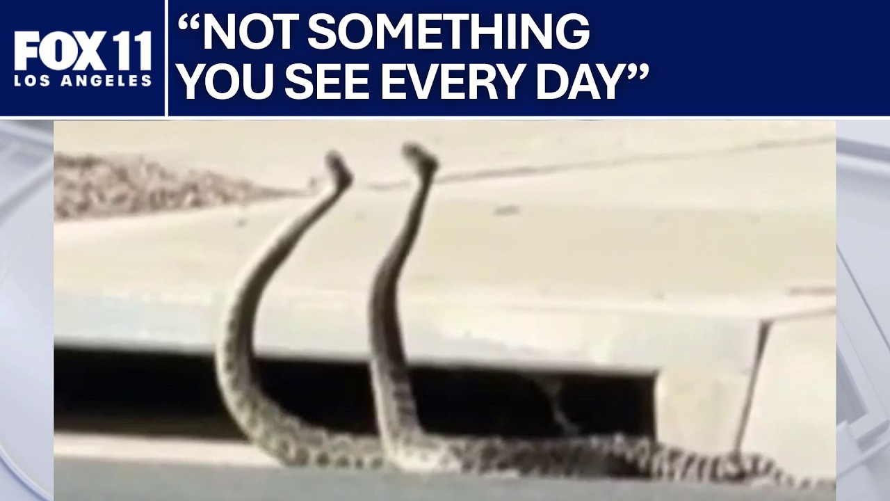 Two rattlesnakes engaged in combat dance on a street intersection