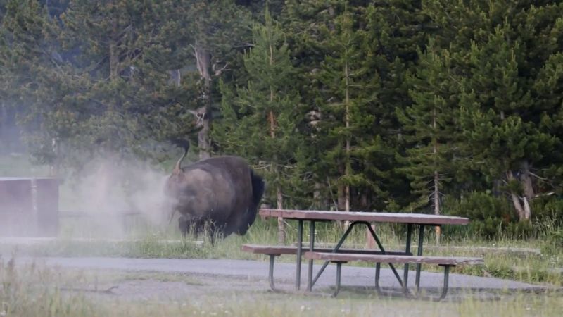 Man tossed by Yellowstone bison says hitting the ground was the worst part