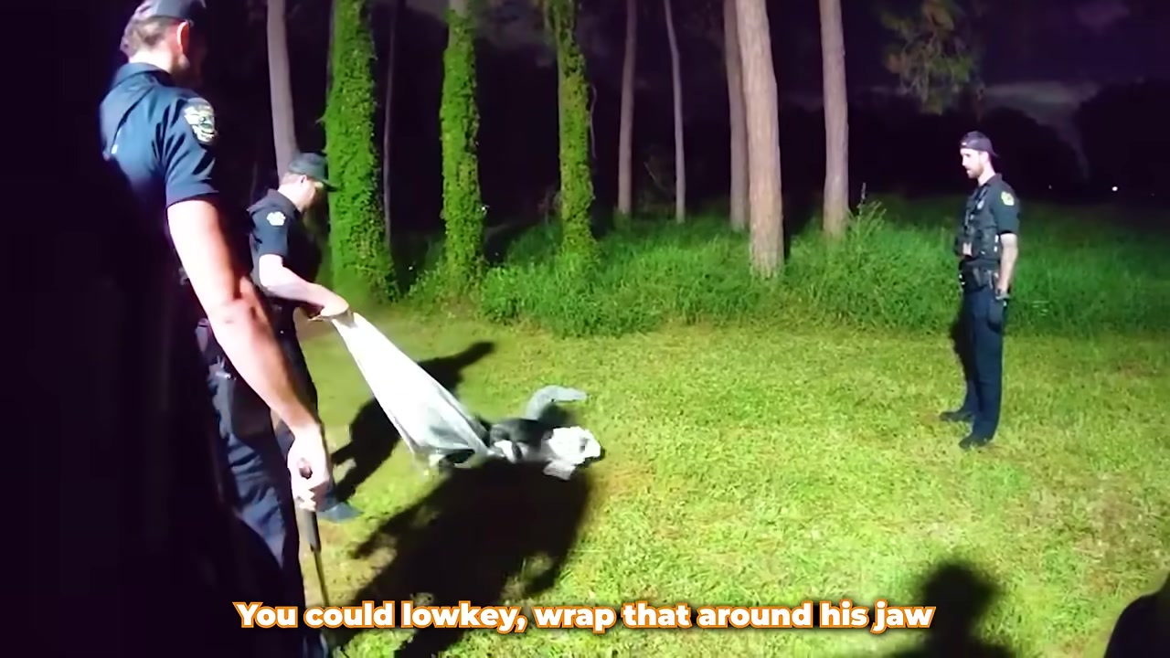 Officers wrap duct tape around the gator's snout while it writhes on the blanket