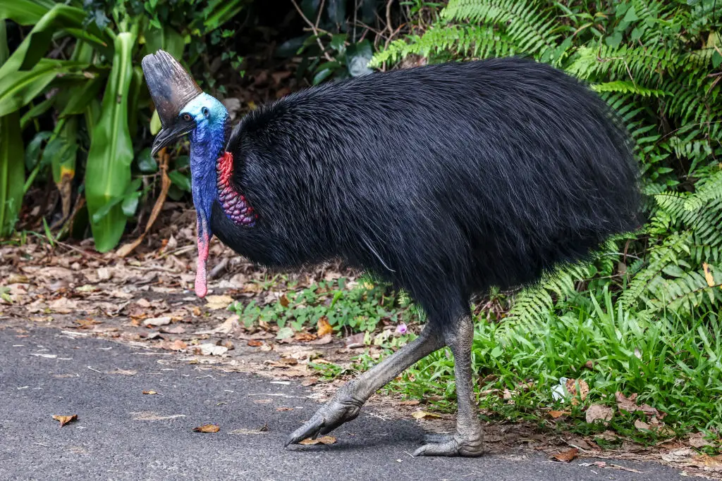 Man kept ‘world’s most dangerous bird’ as pet that killed him in gruesome fashion