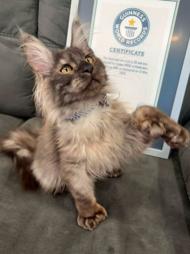Wisconsin kitten breaks bizarre record by having 29 toes