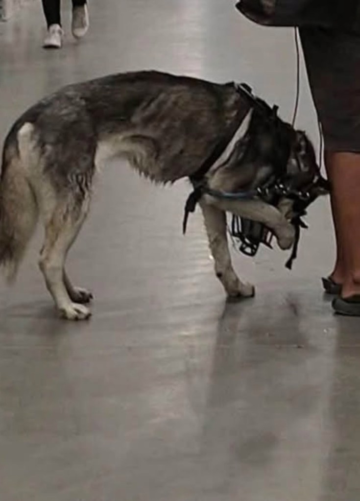 ‘Sweetie’ the husky rescued from alleged abuse after being dragged behind bike by homeless man