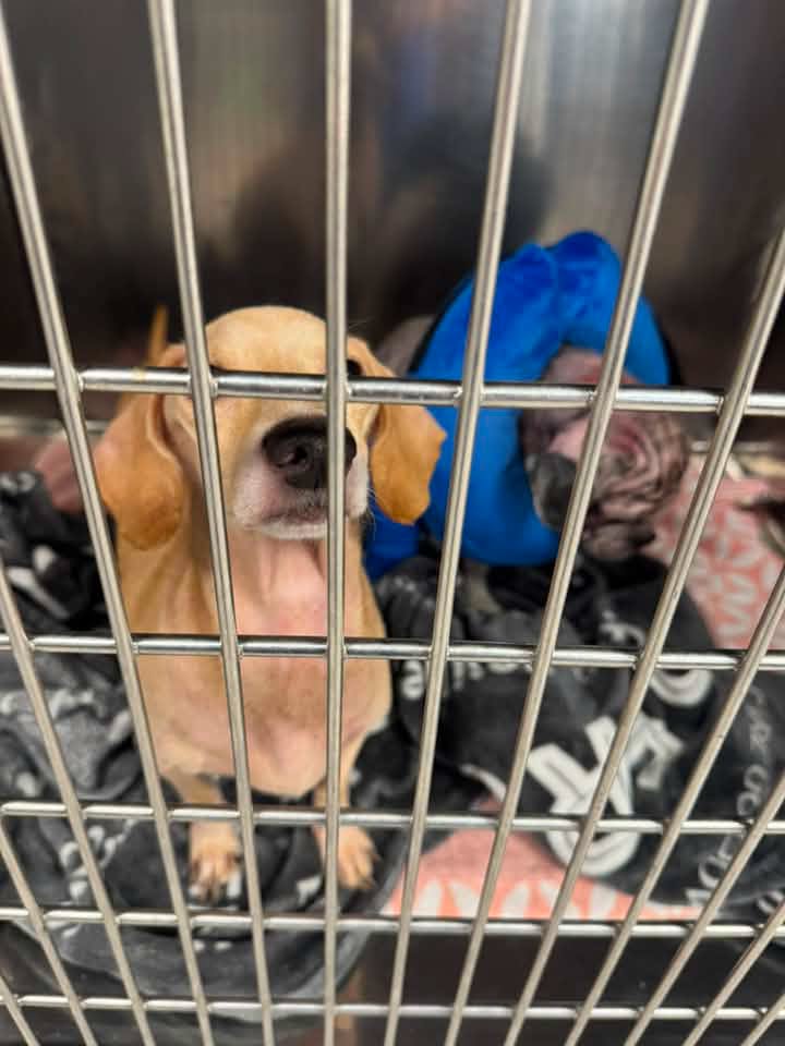 2 abandoned dogs rescued from squalid NYC basement: ‘We don’t know how they survived this long’