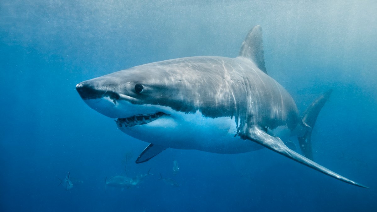 Beachgoers at Pine Point Beach during increased shark monitoring