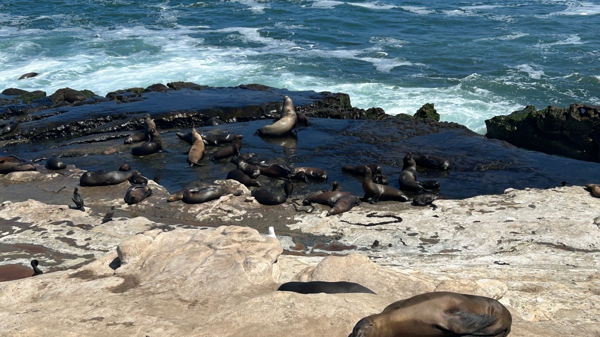 SoCal leaders weight extreme measures after teen caught kicking sea lion: ‘Completely out of control’