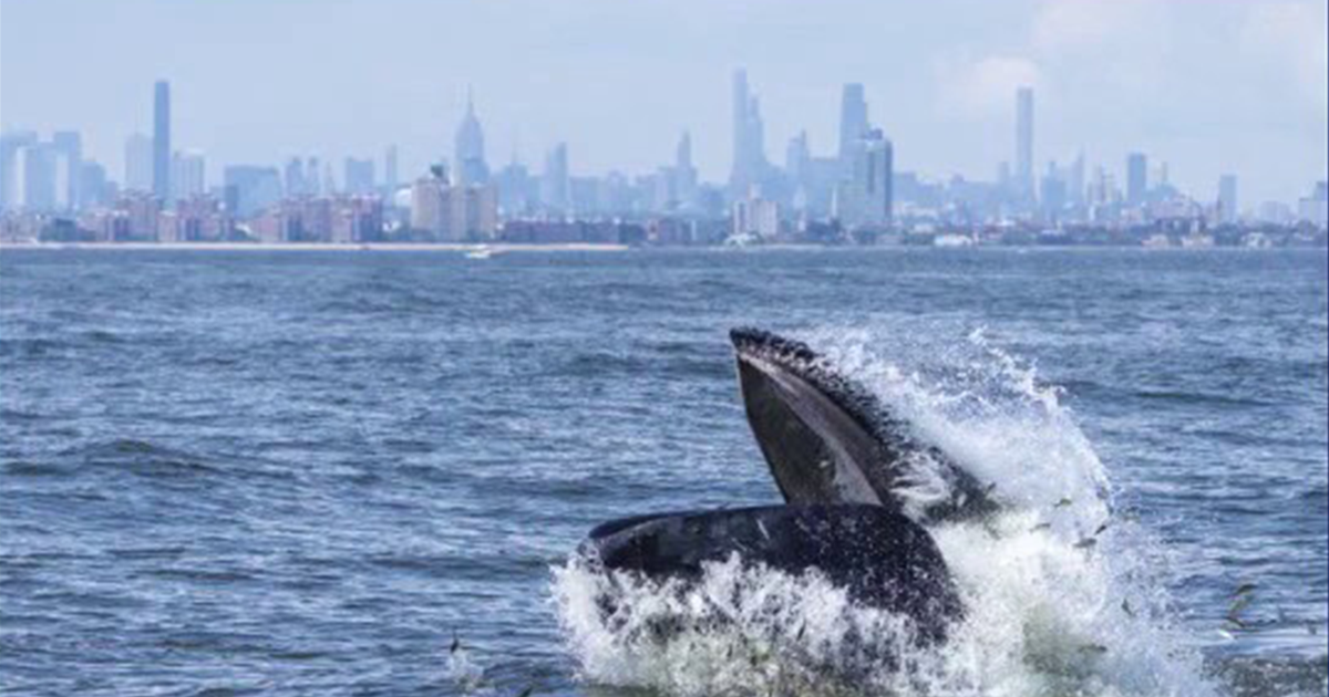 Majestic humpback whale leaps through NYC waters — marking 500th recorded in area since 2012: ‘Inspiring’