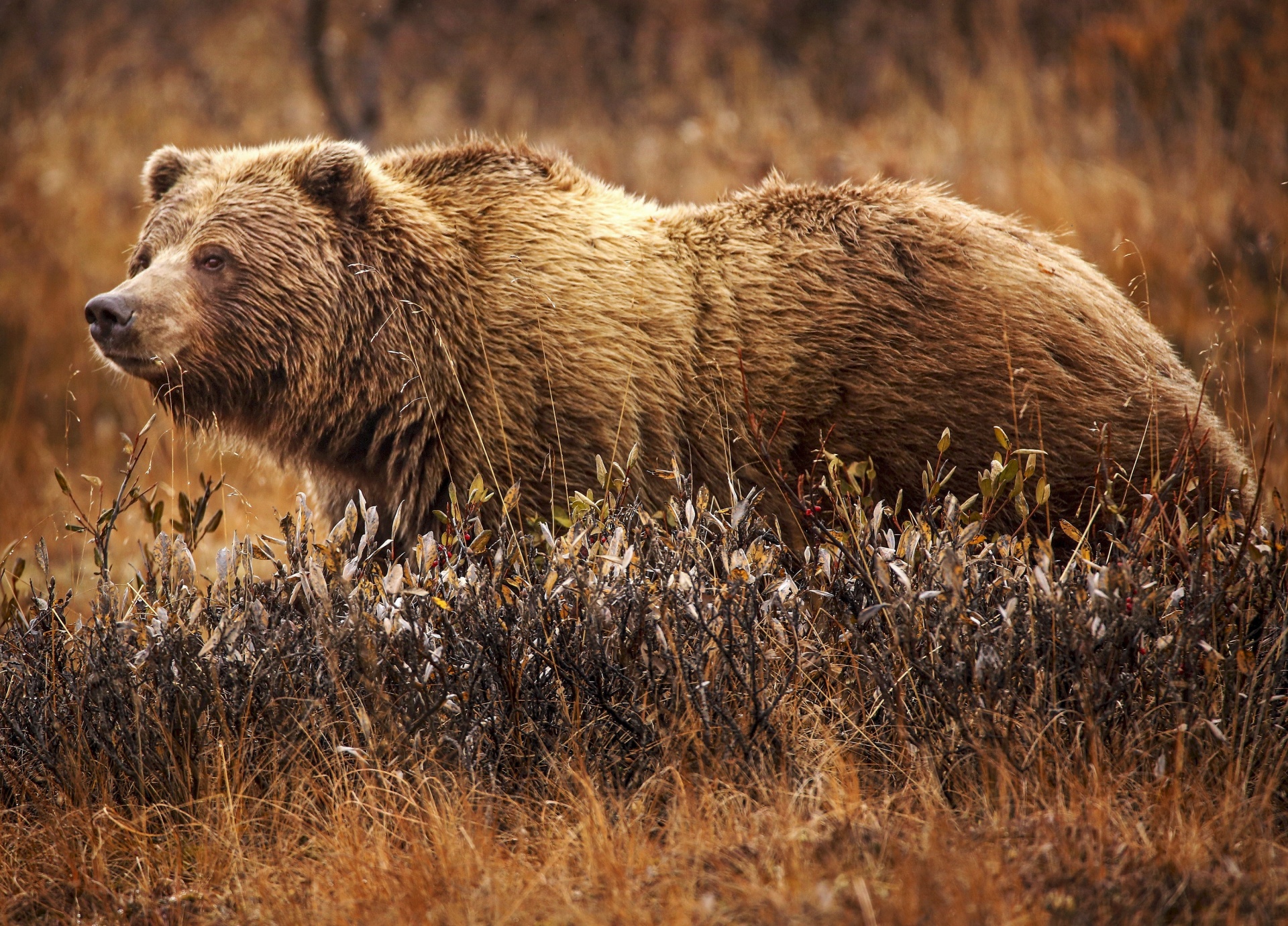 Fisherman takes selfie in front of ravenous grizzly in beary dangerous stunt