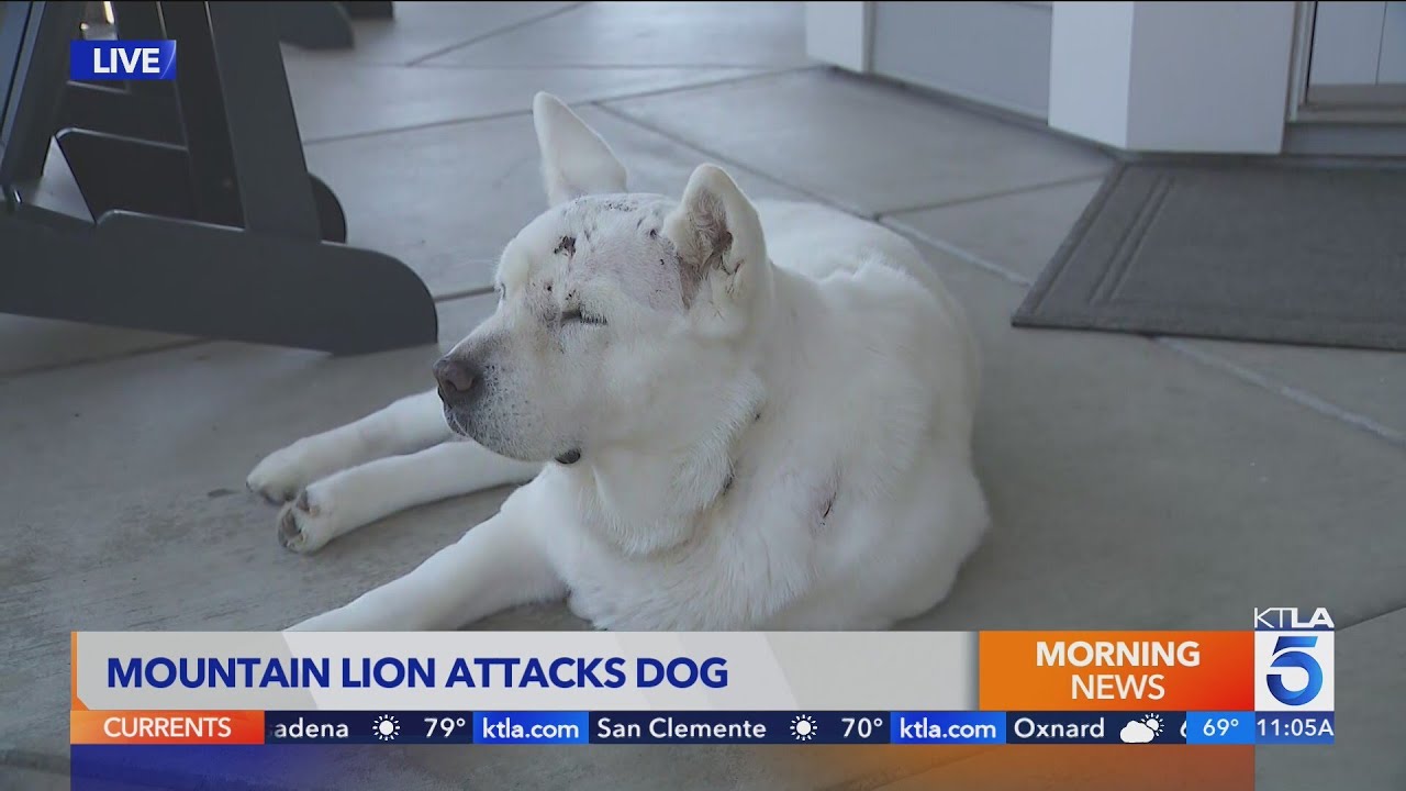 Tiny dog survives rattlesnakes, mountain lions while lost in SoCal wilderness