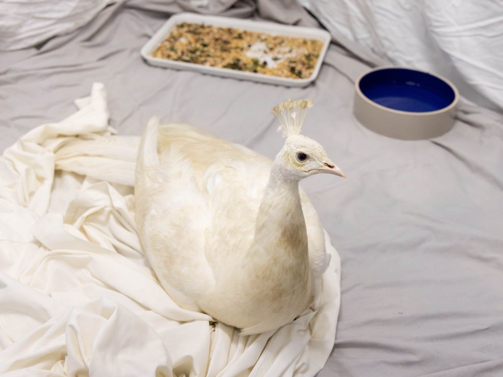 Shelter gives update on health of beloved peacock ‘Sugar’ after brutal mailman attack