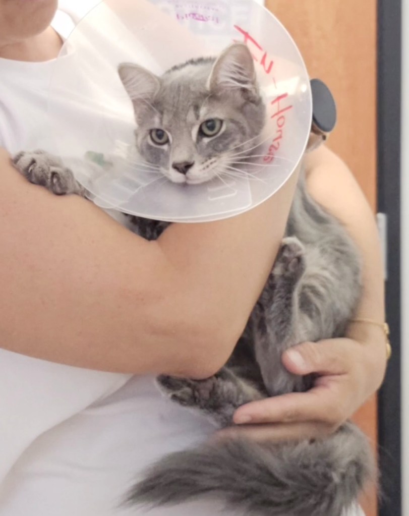 SoCal woman attacked by rattlesnake along with her beloved cat — giving her horrific reaction