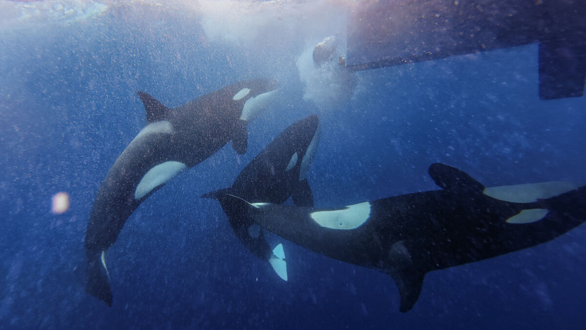 Heartbreaking photos show world's oldest Iberian orca with suspected gunshot wounds