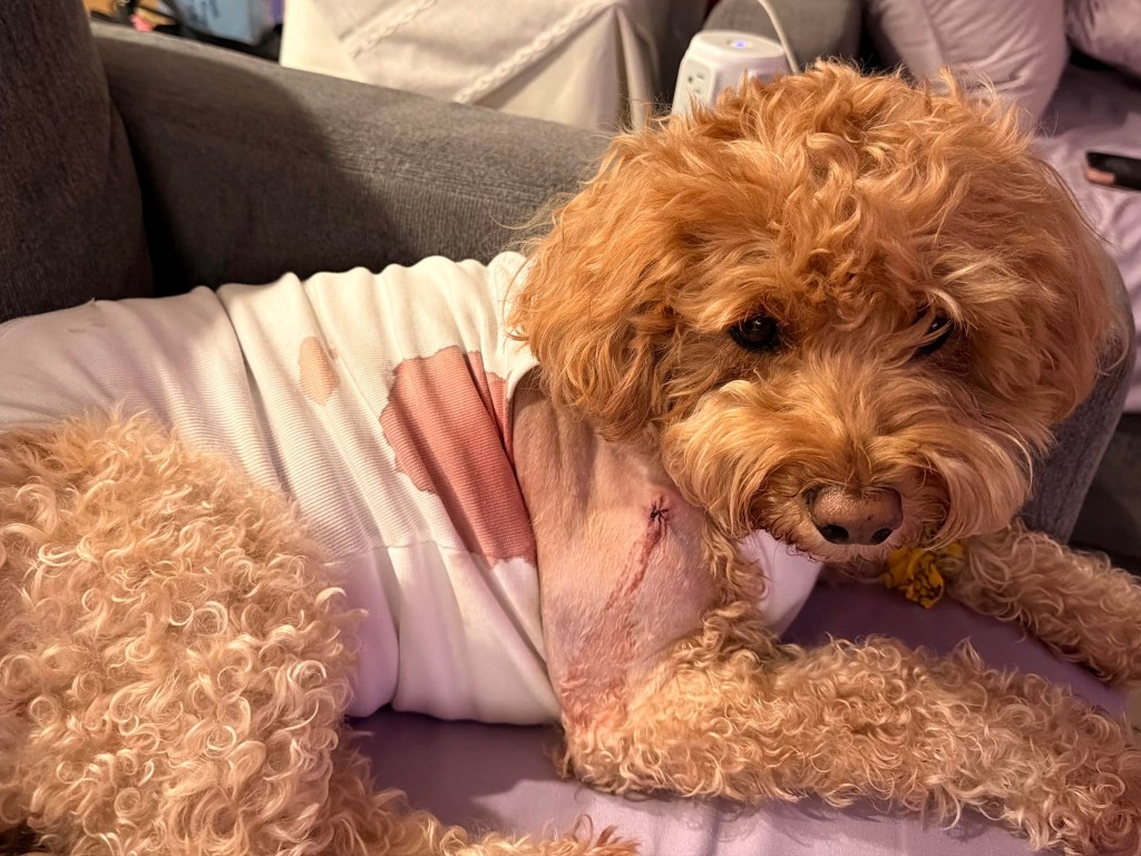 Ruthless gunman who injured adorable service dog arrested for wild shooting on NYC street: cops