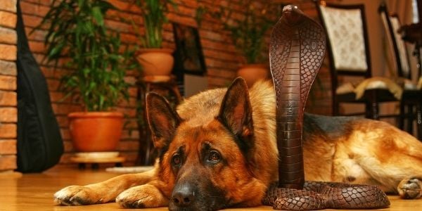 Dog trainers help pets avoid venomous snakes