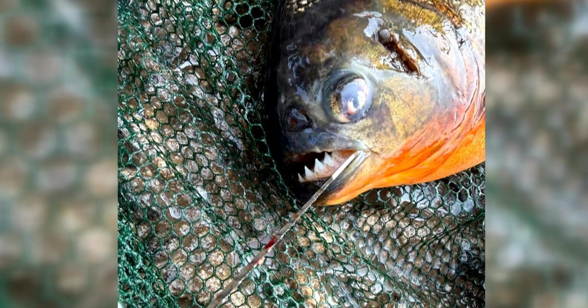 Pennsylvania boy expected to catch a bass — he hooked a razor-toothed nightmare instead