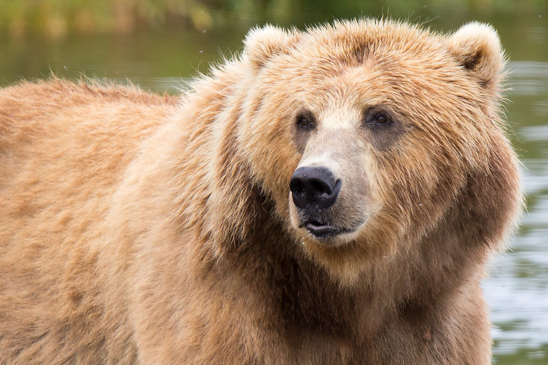 Alaska runner hospitalized after using bear spray to fight off brown bear on trail