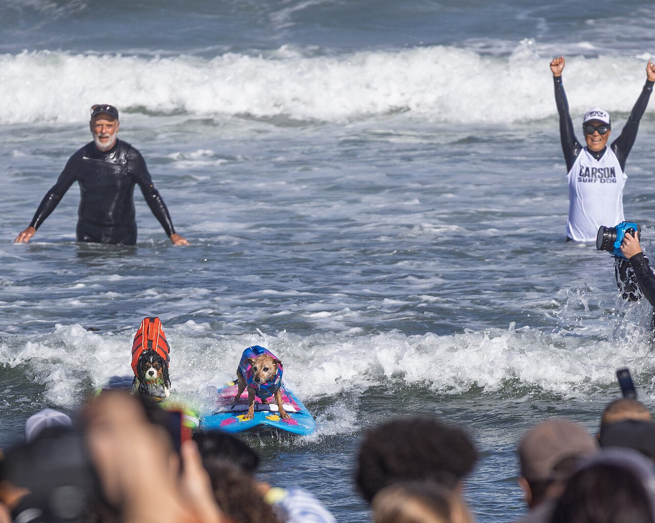Dogs wearing colorful life vests paddle on surfboards during competition heats