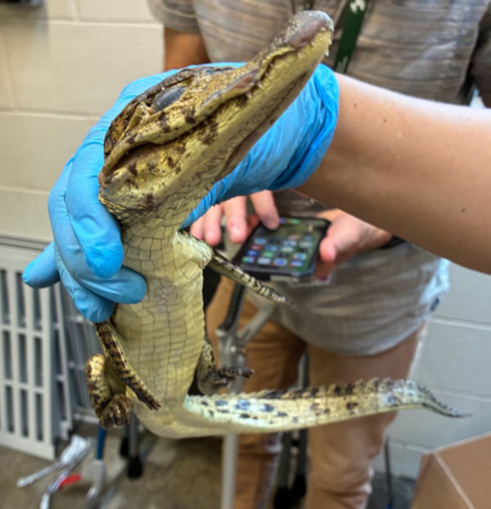 69 live animals found stuffed in pillowcases in hidden car compartment after border arrest: Feds