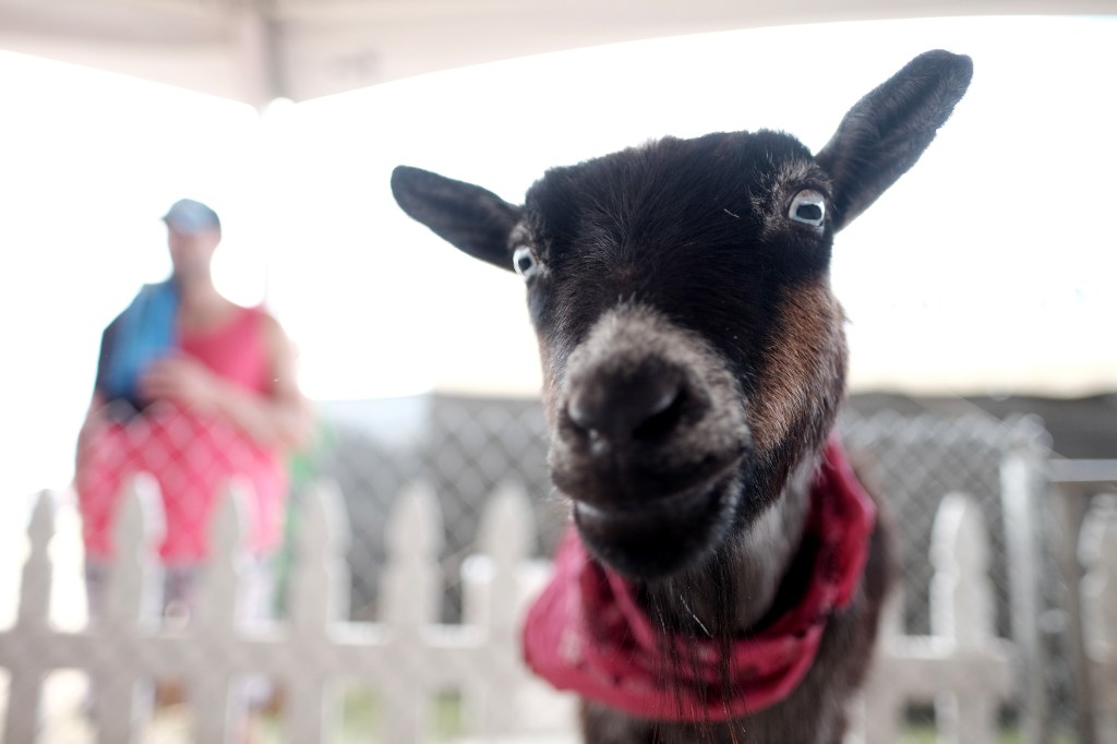 North Carolina warns petting zoo visitors of rabies exposure after baby goats test positive