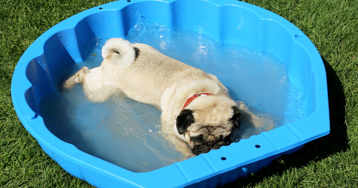 LA County pools are going to the dogs this weekend — with humans banned from the water