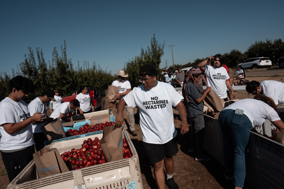 California farmer who sparked frenzied crowds with free nectarine stunt ordered to destroy fruit trees