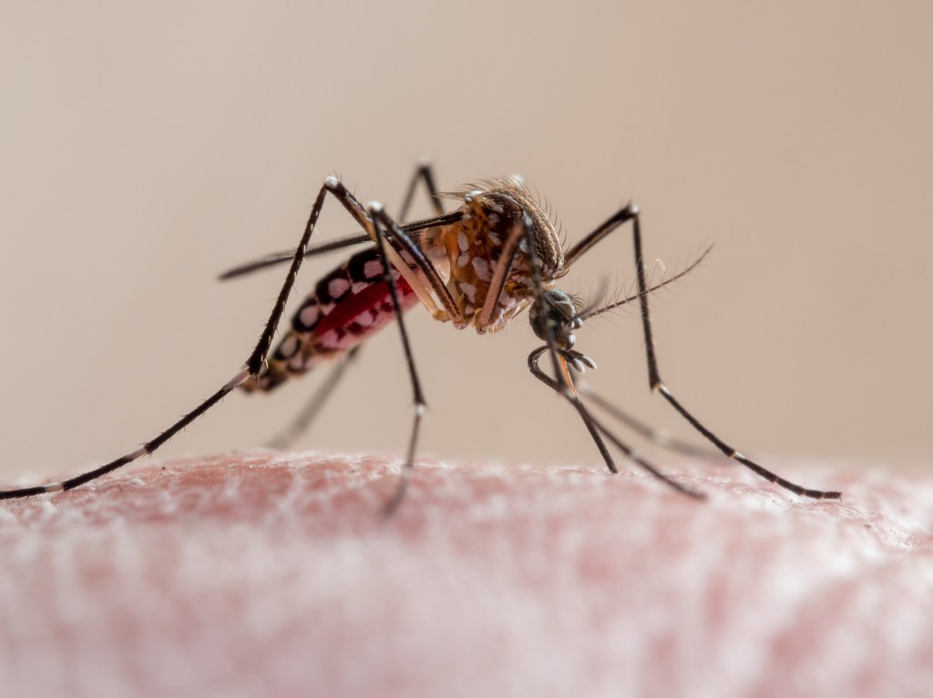 Two workers at Germany’s busiest airport die of malaria after mosquitoes arrive on plane
