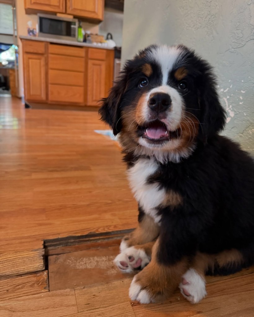 ‘Most friendly dog on the planet’ allegedly dies in care of dogsitter as owners demand answers