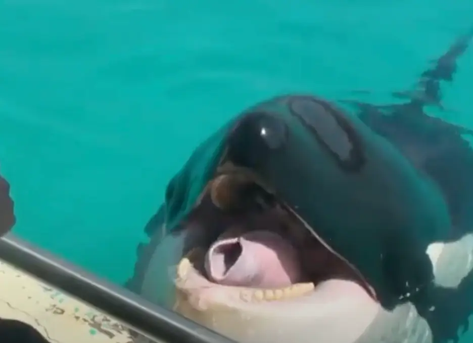 Creepy recording of orcas imitating human speech leaves people amazed but extremely terrified