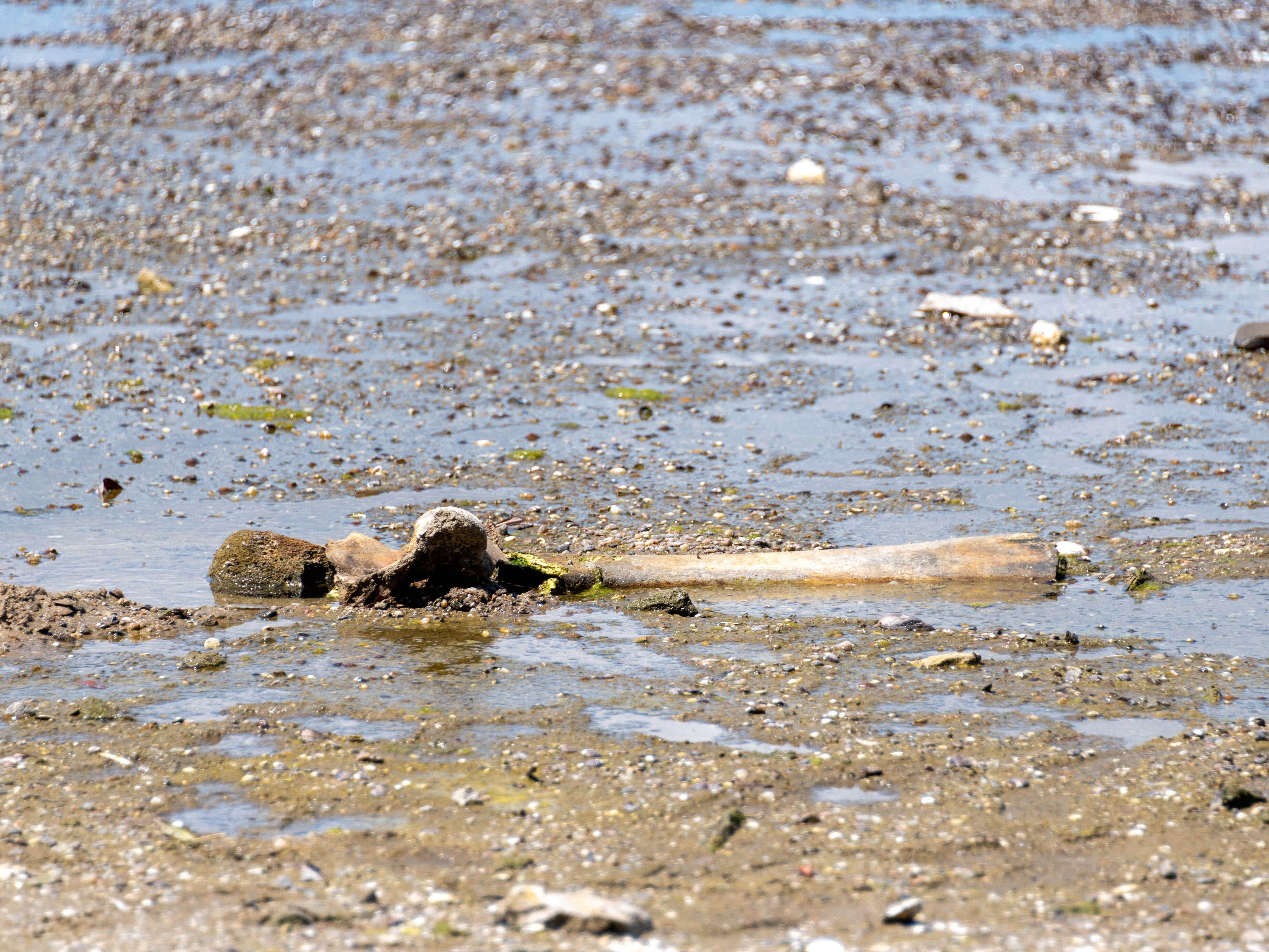 Sunken Nazi ships, woolly mammoth bones surface as Danube River’s water levels drop to record low