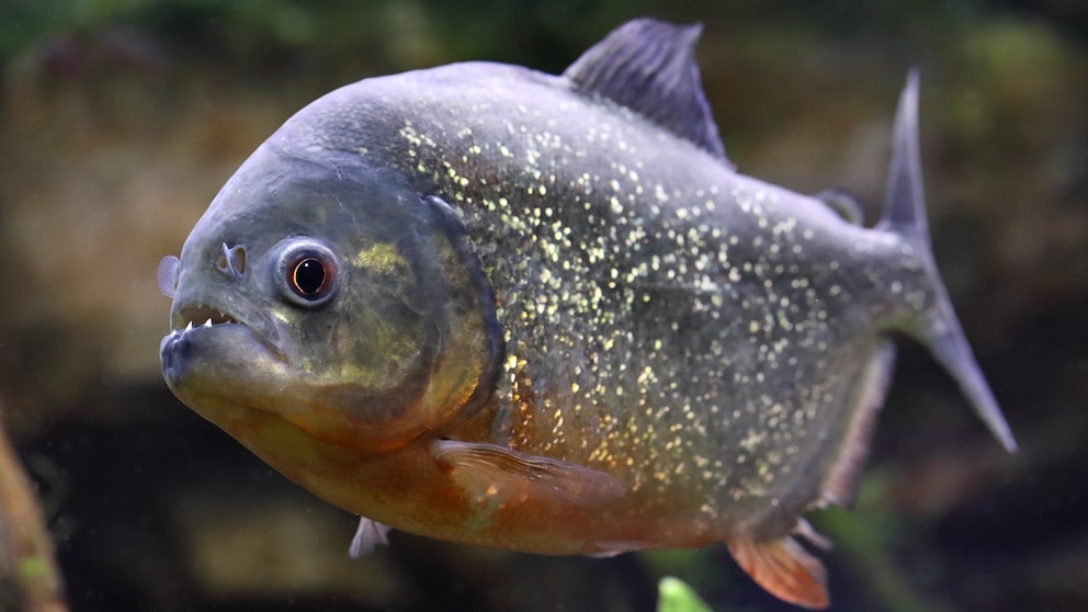 Pennsylvania boy expected to catch a bass — he hooked a razor-toothed nightmare instead