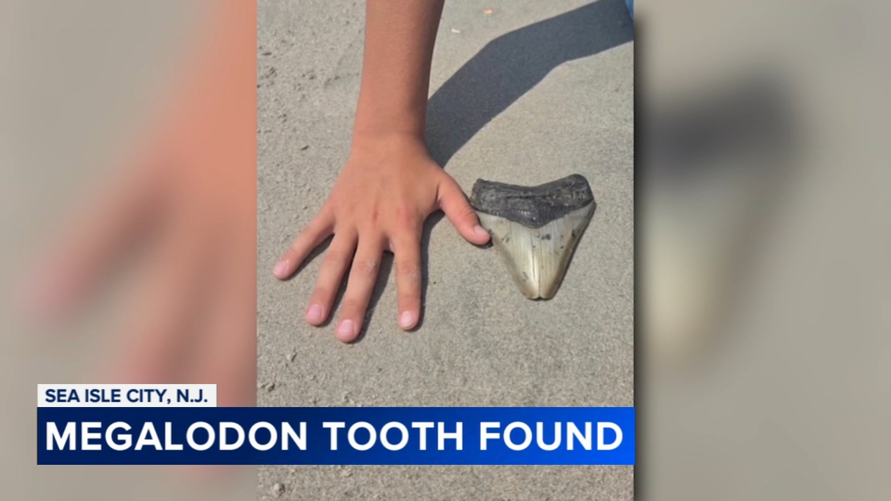 Massive Megalodon tooth found by 11-year-old boy on holiday