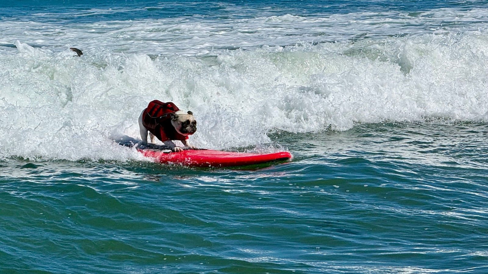 Spectators cheer as a dog rides a wave at Linda Mar Beach during the competition