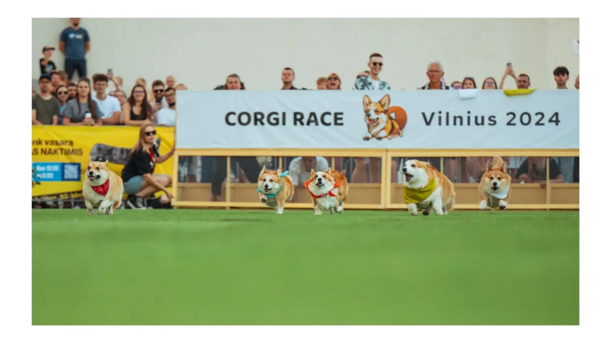 Global corgis gather for cutest costume contest and annual high-speed race