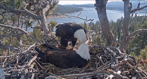 Jackie the Big Bear bald eagle during her recovery