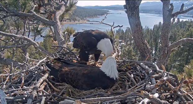 Jackie the Big Bear bald eagle during her recovery