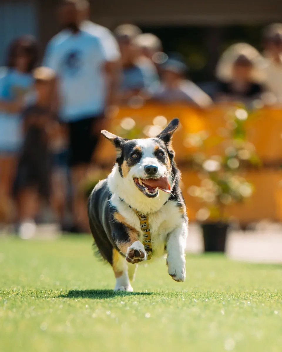 Global corgis gather for cutest costume contest and annual high-speed race